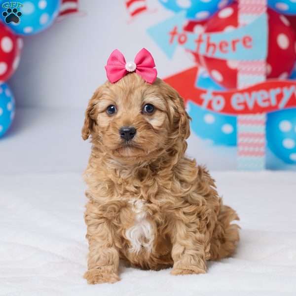 Cindi, Cavapoo Puppy